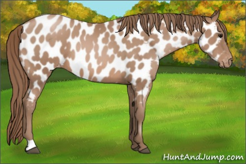 Horse Color: Black Pearl Near Leopard 
