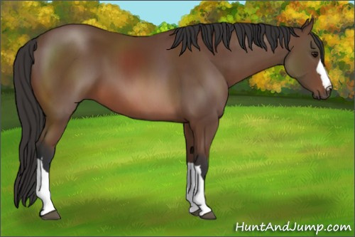 Horse Color: Bay 