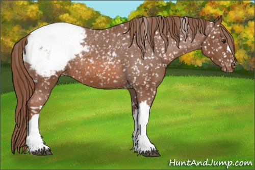Horse Color: Chestnut Snowcap 