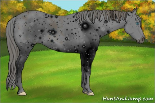 Horse Color: ERROR: UNKNOWN ANOMALY