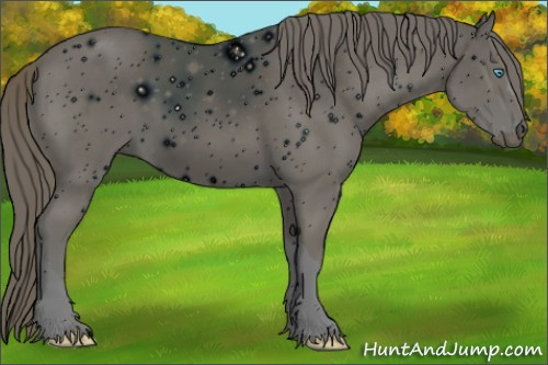 Horse Color: ERROR: UNKNOWN ANOMALY