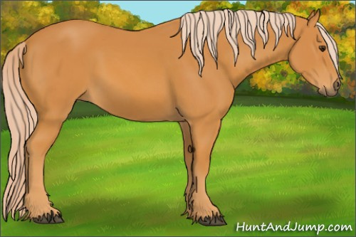 Horse Color: Chocolate Palomino 