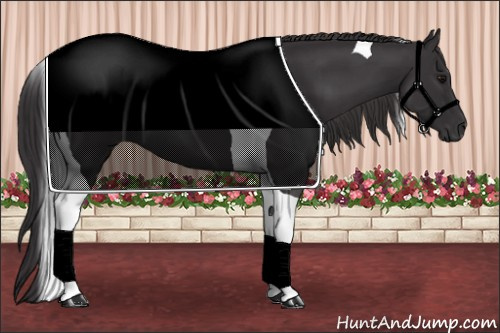 Horse Color: Buckskin Tobiano 