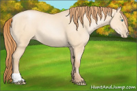Horse Color:Buckskin Pearl Dun