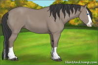 Horse Color:Grullo Splash