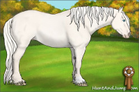 Horse Color:Cremello Dun 