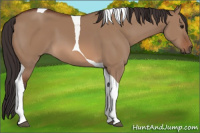Horse Color:Bay Dun Tobiano