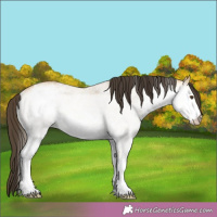 Horse Color:White Spotted Buckskin Dun