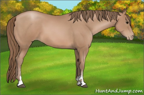 Horse Color: Black Pearl Sabino 