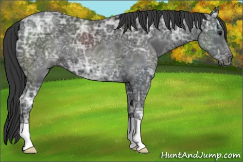 Horse Color: Black Ice 