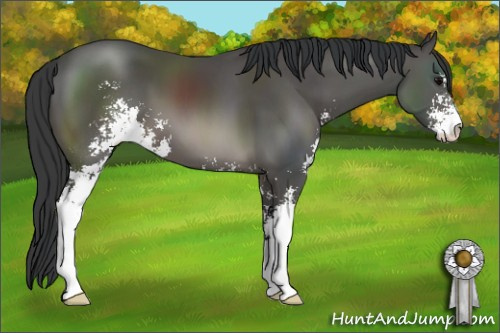 Horse Color: Black Sabino 