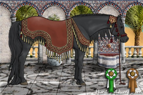 Horse Color: Black 