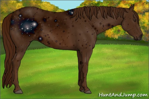 Horse Color: ERROR: UNKNOWN ANOMALY
