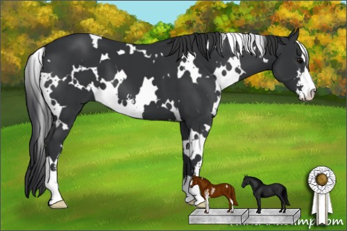 Horse Color: White Spotted Black Sabino 