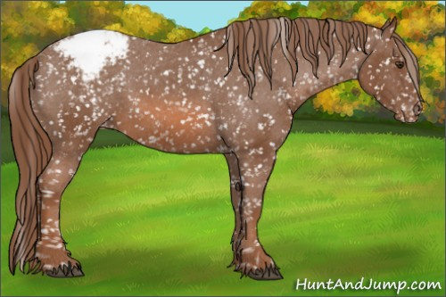 Horse Color: Liver Chestnut Snowcap 