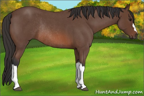 Horse Color: Bay Roan Rabicano 