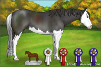 Horse Color:Smoky Black Sabino Splash 