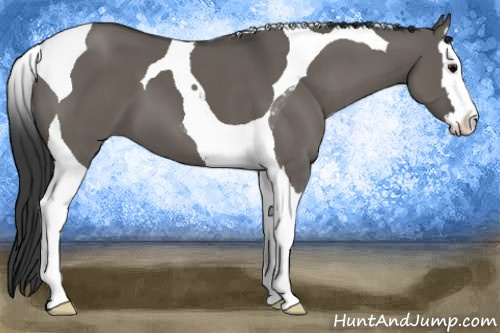 Horse Color: Brown Dun Splash Tobiano 