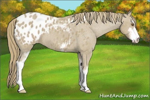 Horse Color: Classic Cream Champagne Sabino Blanket 