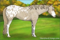 Horse Color:Classic Cream Champagne Sabino Blanket 