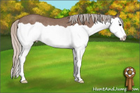 Horse Color:Silver Black Splash Rabicano 
