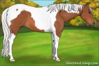 Horse Color:Silver Bay Tobiano