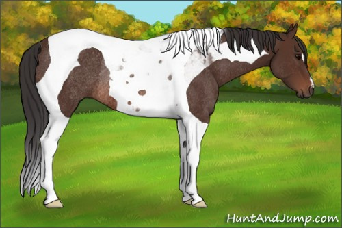 Horse Color: Brown Tobiano Rabicano 
