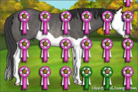 Horse Color:Black Splash Rabicano
