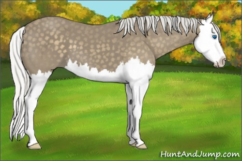 Horse Color: Silver Smoky Black Sabino Splash 