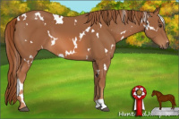 Horse Color:White Spotted Chestnut
