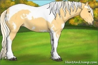 Horse Color:White Spotted Palomino Tobiano