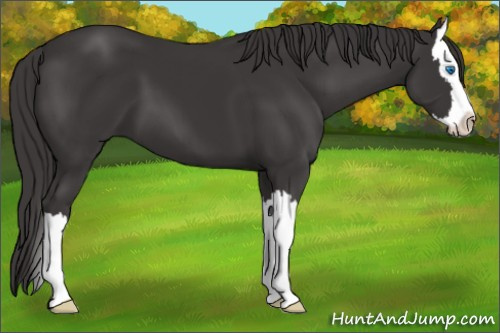 Horse Color: Smoky Black Sabino Splash 