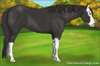 Horse Color:Smoky Black Sabino Splash 