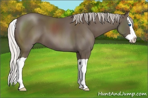 Horse Color: Silver Black Splash 