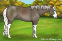 Horse Color:Silver Black Splash