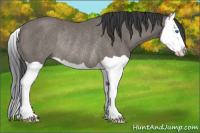 Horse Color:Black Splash Rabicano