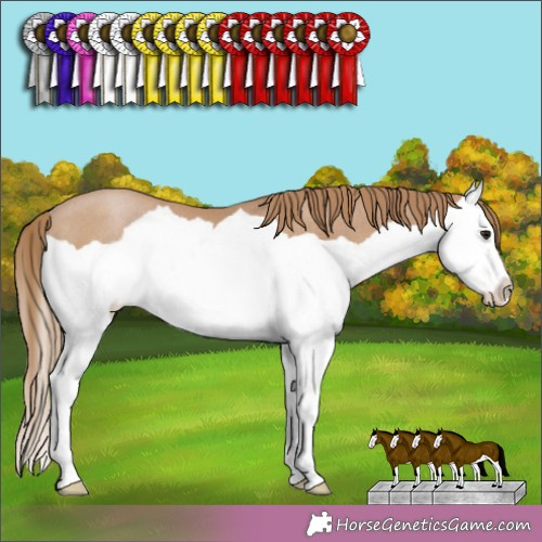 Horse Color: Black Pearl Splash Rabicano 