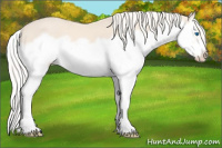 Horse Color:Cremello Splash Frame 
