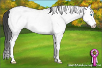 Horse Color:White Spotted Grullo Splash Rabicano