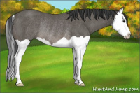 Horse Color:Black Splash Rabicano