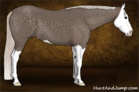 Horse Color:Silver Black Splash