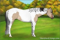 Horse Color:Bay Dun Tobiano 
