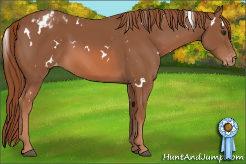 Horse Color: White Spotted Chestnut Blanket 
