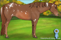 Horse Color:White Spotted Chestnut Blanket 