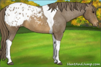 Horse Color:Buckskin Tobiano Appaloosa 