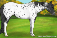 Horse Color:Brown Tobiano Near Leopard 