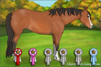 Horse Color:Bay Sabino 
