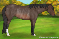 Horse Color:Bay Rabicano