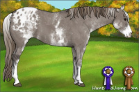 Horse Color:White Spotted Smoky Grullo Appaloosa 