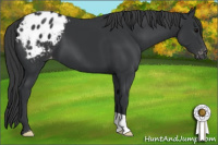 Horse Color:Brown Appaloosa 